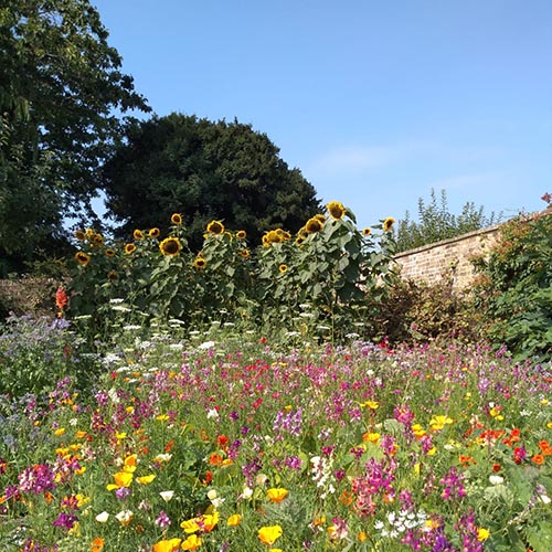herbal garden with sunflowers