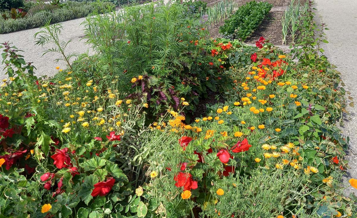 Juliet's herbal paradise