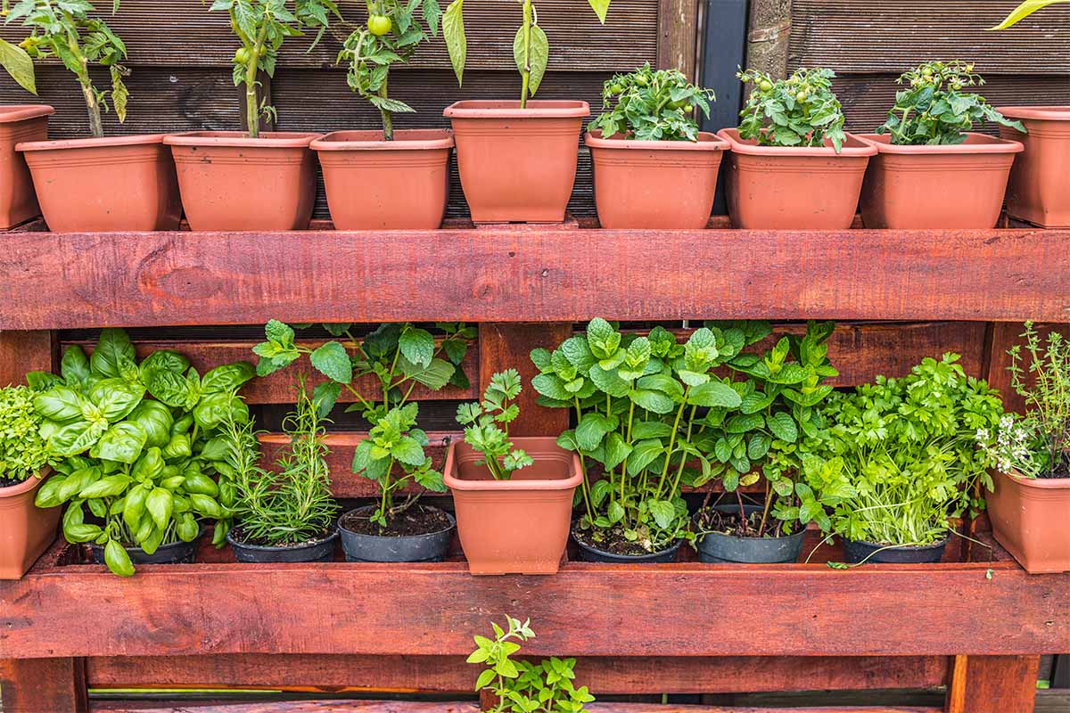 herbs in pots